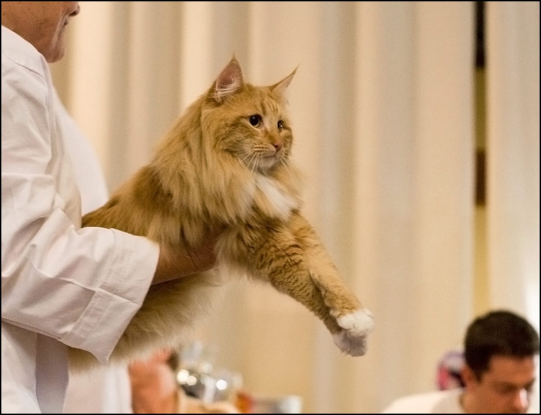 Garpriket's Rob Roy 2.jpg - Garpriket's Rob Roy